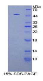 SDS-PAGE (FBN1-2622H).jpg